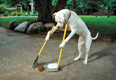 Resultado de imagem para fezes de cão na rua ou jardins