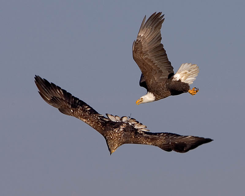 Opinião | A águia e a promessa de Fátima