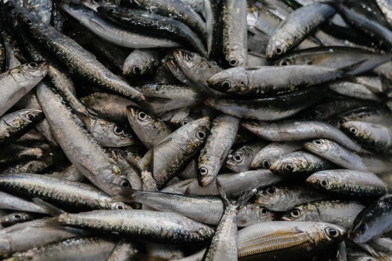 Pescadores indignados com pedido de Bruxelas para “apertar a cintura” na sardinha