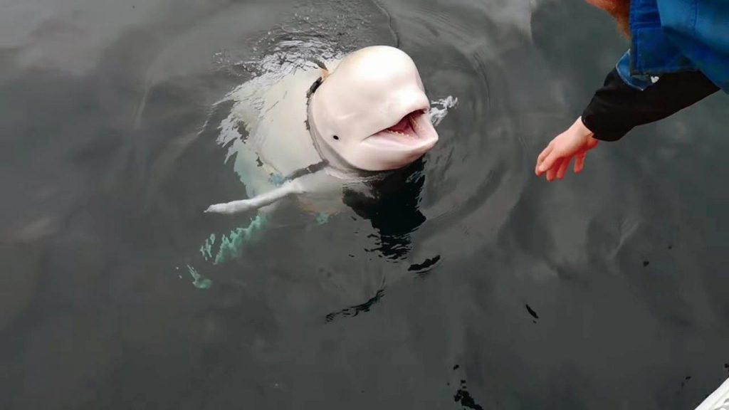 Golfinhos e belugas treinados para a guerra