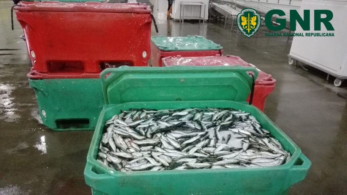 Região de Aveiro | Mais de duas toneladas de sardinha apreendidas