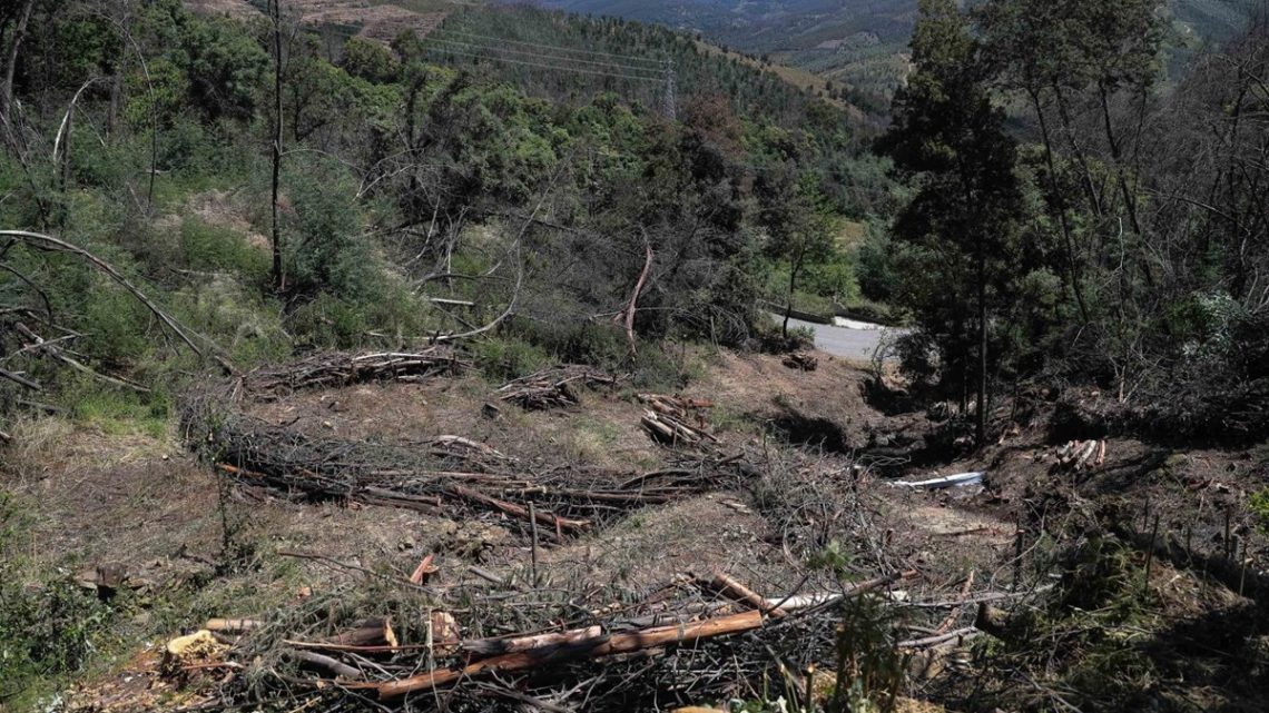 Três municípios candidataram-se este ano ao financiamento para limpeza da floresta