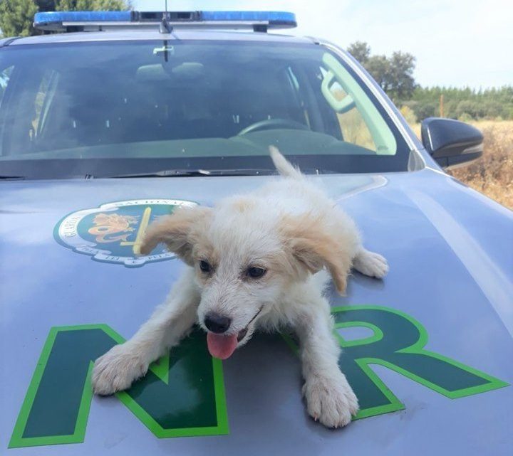 GNR identifica um homem por abandono de cão