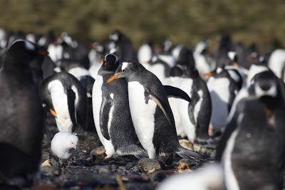Investigação | Microplásticos encontrados pela primeira vez em pinguins na Antártida