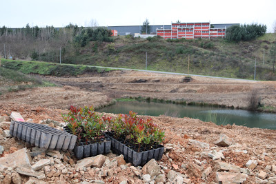 Quatro hectares junto ao Parque Empresarial de Proença-a-Nova vão ser reflorestados
