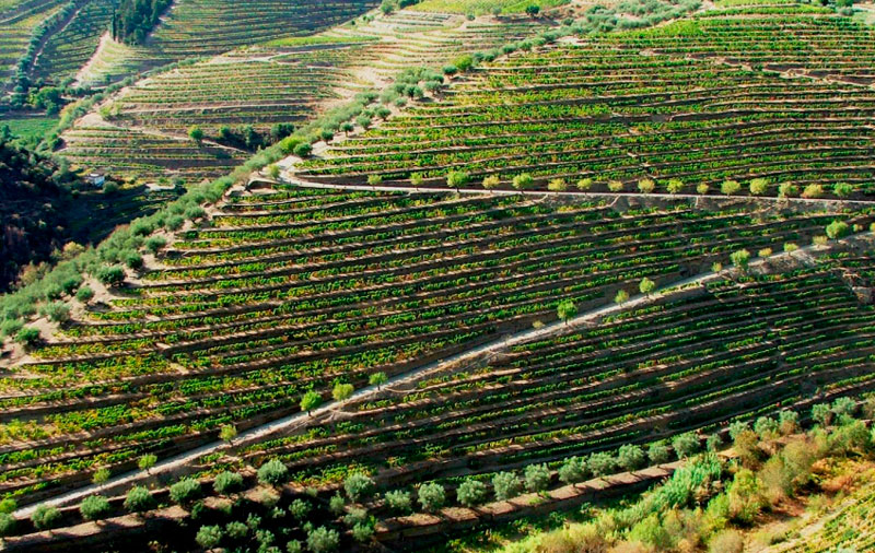 A recolha de dados do Recenseamento Agrícola está no terreno