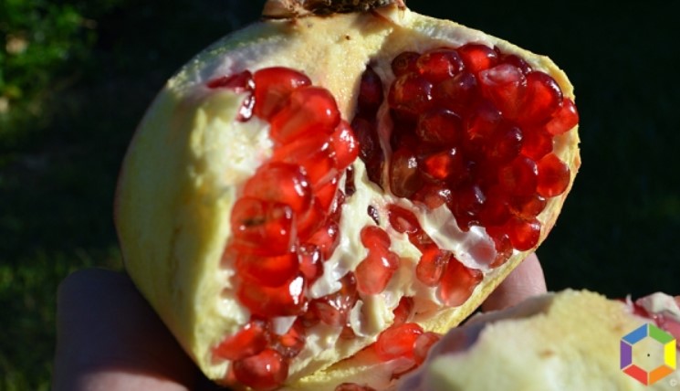 O fruto que veio do Irão apreciado por católicos, judeus e muçulmanos