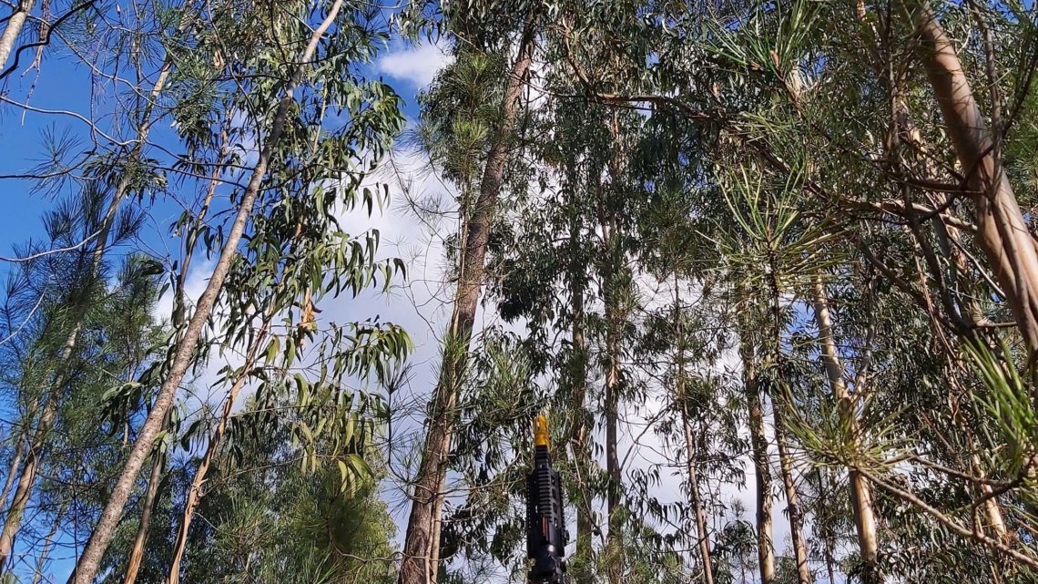 Município de Cantanhede com 388 ninhos de vespa Velutina destruídos só em 2019