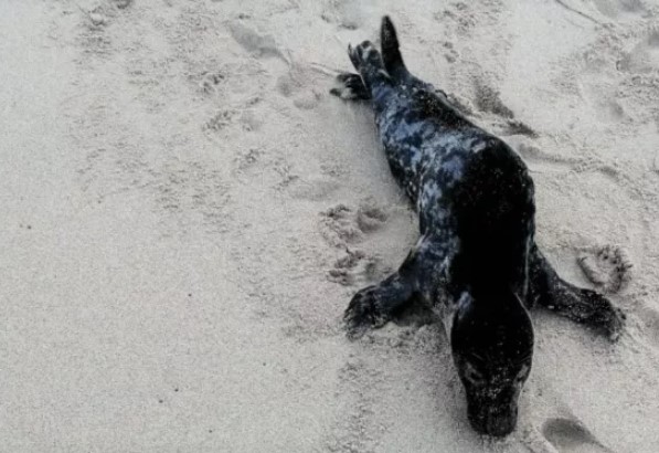 Recolhida mais um foca numa praia nacional. É a terceira no espaço de uma semana
