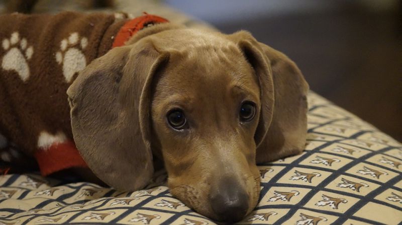 Freguesias esclarecem que taxa para licenciamento de animais de companhia existe desde 2013