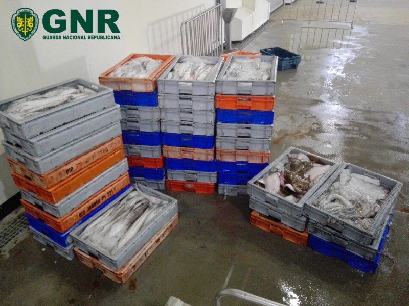 GNR de Aveiro apreende 870 quilos de pescado fresco por “fuga à lota”