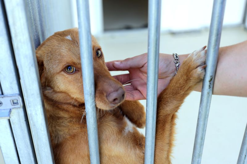 GNR registou mais de 50 queixas por maus-tratos a animais desde o início do ano