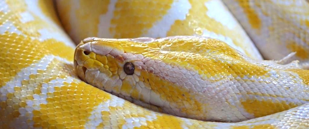 Cobra pitão albina de quatro metros capturada na serra algarvia depois de alerta popular