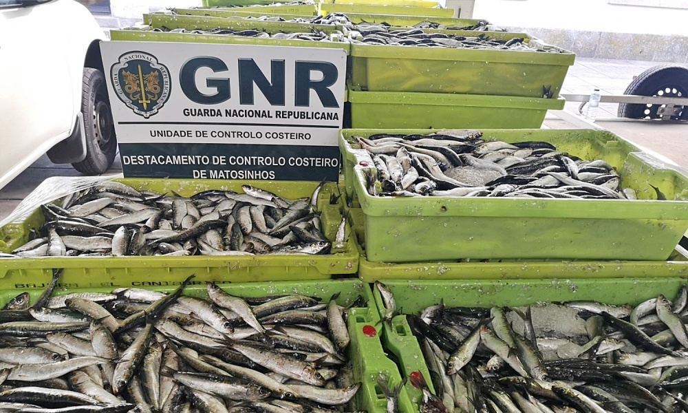 GNR apreende 2.700 quilos de sardinha no porto de pesca de Matosinhos