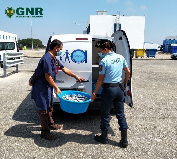 Mil e quatrocentos quilos de sardinha doadas a IPSS pela GNR de Aveiro