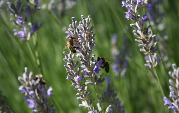 Proença-a-Nova | Município desafia população a fotografar plantas aromáticas e medicinais no concelho