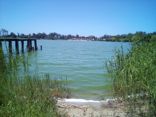 Os Verdes voltam a questionar o Governo sobre a eutrofização da Lagoa de Mira