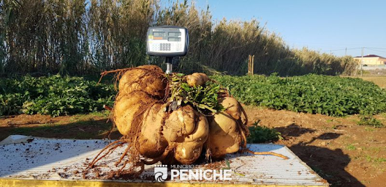 Em Peniche há uma batata doce com 40 quilos candidata ao Guinness