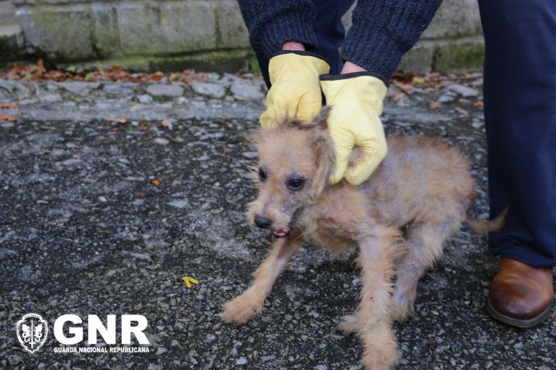 GNR resgata 25 cães vítimas de maus-tratos em Seia