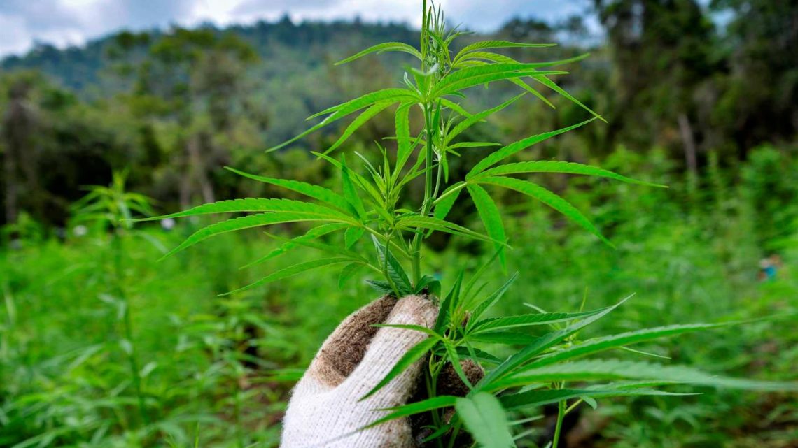 Cantanhede: Primeira substância à base da planta da canábis para fins medicinais aprovada em Portugal
