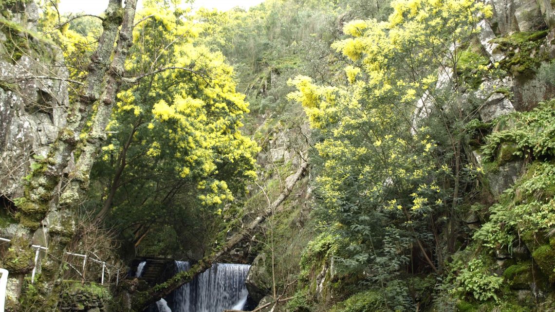 Estudo da Universidade de Coimbra conclui que as acácias podem comprometer seriamente os ribeiros
