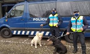 PSP salva dois cães perdidos na A27