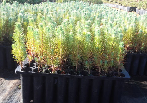Para rearborização de alto valor ecológico nas faixas de gestão de combustível, Município de Cantanhede disponibiliza 10 mil plantas autóctones gratuitas