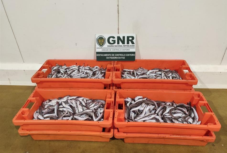Apreendidos 124 quilos de pescada imatura na Nazaré