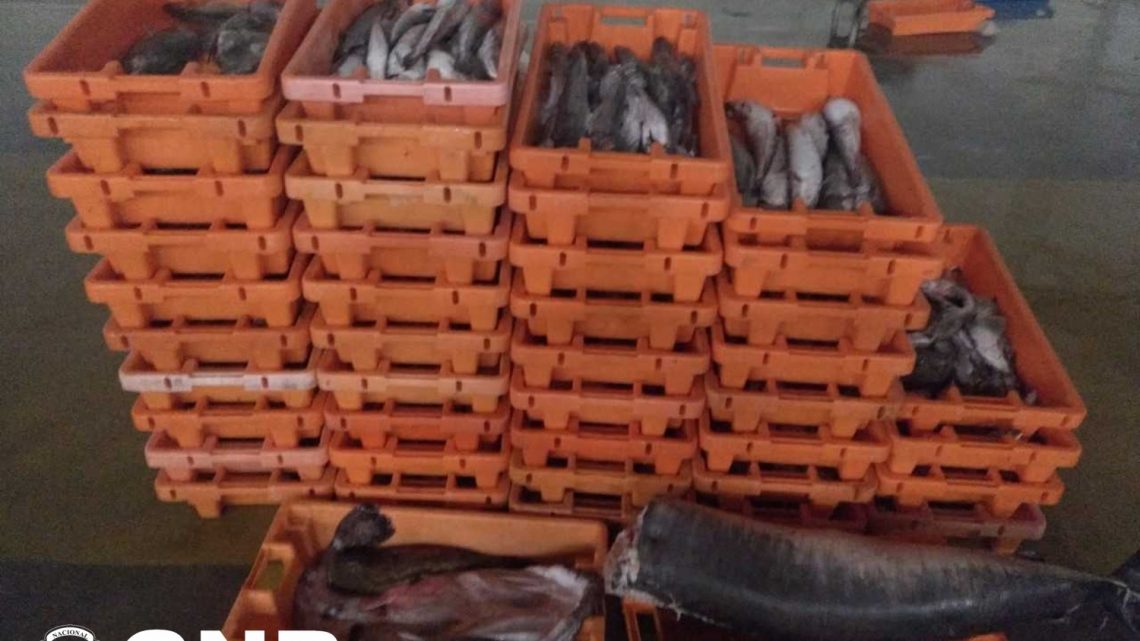 Apreendida cerca de meia tonelada de pescado fresco em Estarreja