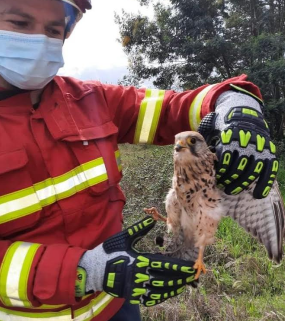 Proteção Civil de Cantanhede resgata falcão peneireiro na cidade