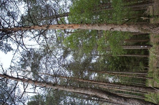 Coimbra | ESAC e ISEC desenvolvem aplicação para estimativa do volume das árvores