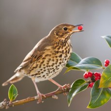 Estudo conclui que aves migradoras podem não conseguir ajudar as plantas a fugir das alterações climáticas