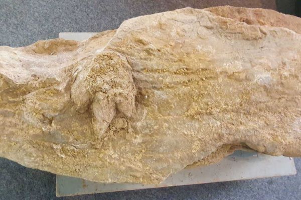 Fóssil de pegada de dinossauro com 154 milhões de anos descoberto na Figueira da Foz