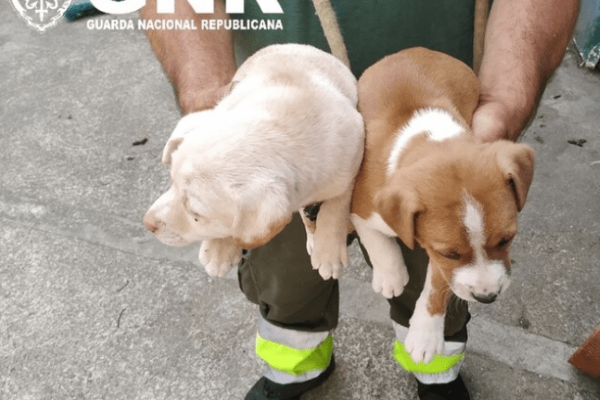 GNR de Braga resgatou cães amarrados e abandonados