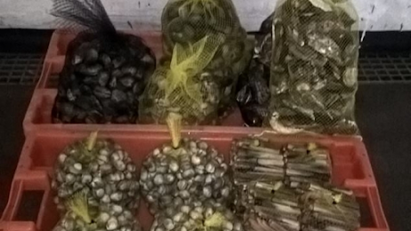 Mais de cem quilos de bivalves apreendidos na Nazaré