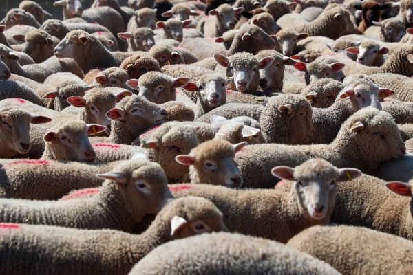 Cerca de cinco mil ovinos no Alentejo detetados com vírus da língua azul