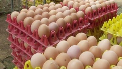 ASAE apreende cerca de 426 mil ovos em Leiria