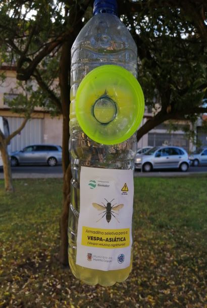 Marinha Grande | CÂMARA INSTALA 300 ARMADILHAS PARA VESPA ASIÁTICA
