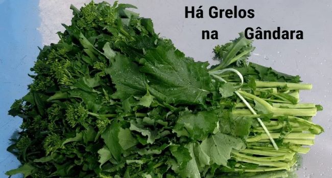Concelho de Mira | Três dias com os melhores grelos de Portugal!