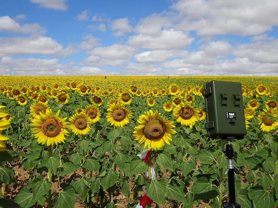 Estudo europeu propõe estratégia agroambiental para proteção dos polinizadores e melhoria da produção agrícola