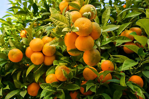 Produtores do Algarve oferecem laranjas por falta de compradores