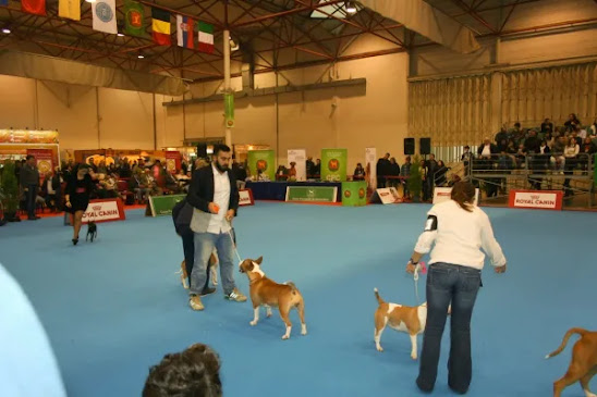 Exposições Internacionais de Cães e Gatos no Centro Nacional de Exposições, em Santarém