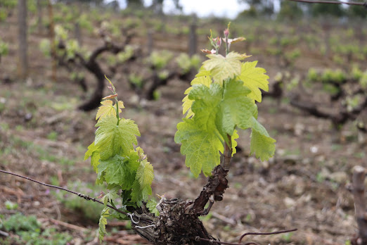 Proença-a-Nova | Abertas candidaturas para o sector da viticultura