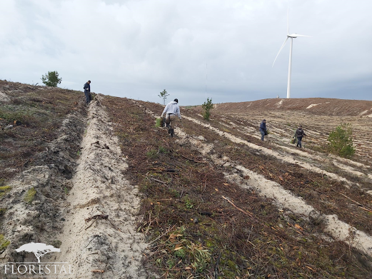 Cantanhede | Investimento superior a 1,2 milhões de euros. Concluída a rearborização de 1.503 hectares do baldio da Freguesia da Tocha