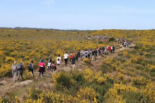 Marinha Grande | MAIS DE 200 PESSOAS PERCORRERAM ANTIGO TRILHO DO “COMBOIO DE LATA”