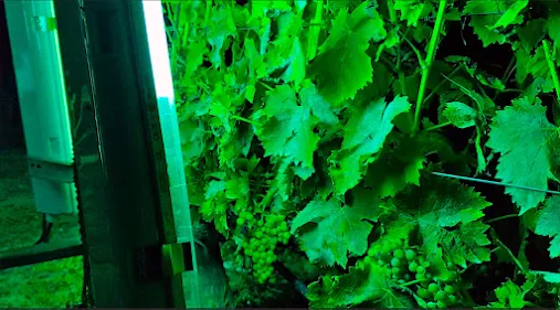 Cantanhede | Apresentação realiza-se no sábado, dia 2 de agosto. Projeto experimental com luz ultravioleta promete revolucionar o tratamento de vinhas na Bairrada