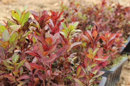 Proença-a-Nova | Abertas candidaturas para pequenos investimentos na agricultura