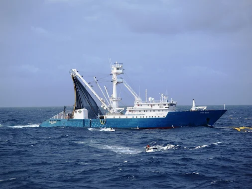 Universidade de Coimbra | Estudo internacional apresenta guia prático sobre como a IA pode reforçar a proteção dos oceanos