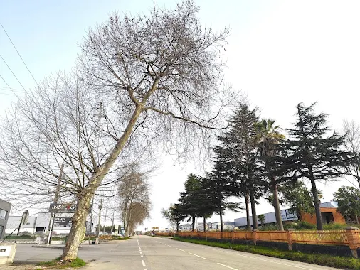 Câmara de Águeda remove plátanos na antiga EN1 por razões de segurança