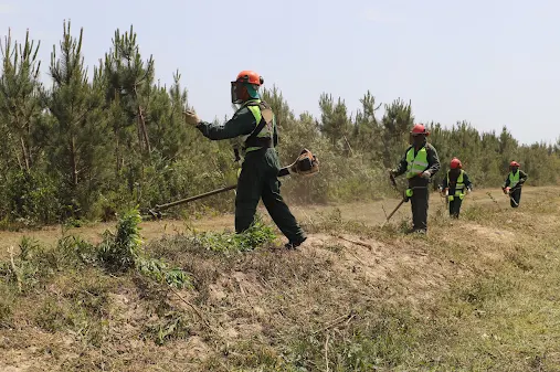 Marinha Grande | MUNICÍPIO ASSEGURA DE FAIXAS DE GESTÃO DE COMBUSTÍVEL